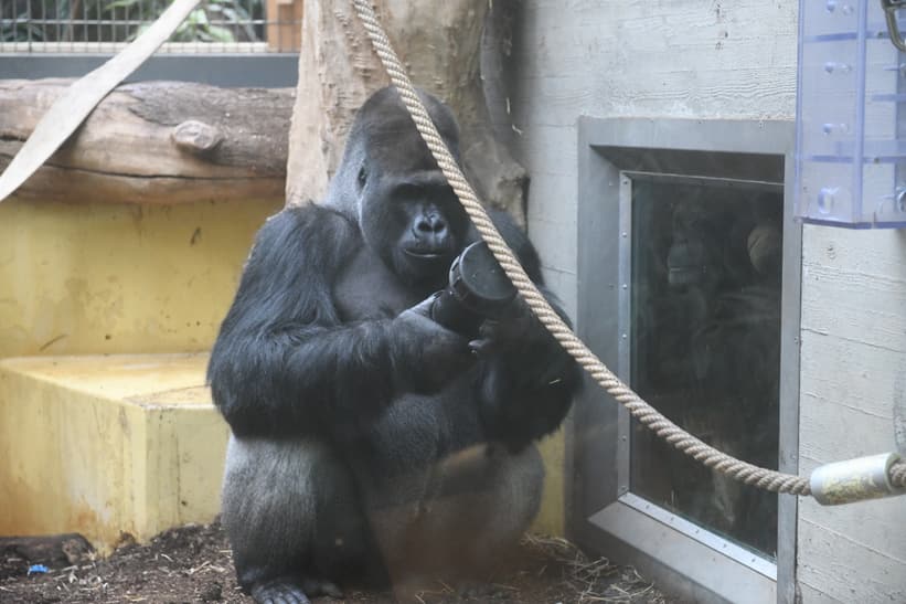Silberrücken Bwana bei seinem Einzug ins Menschenaffenhaus des Zoo Zürich am 7. Mai 2025.