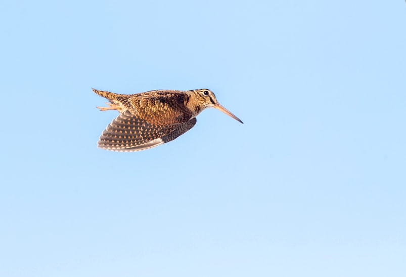 Waldschnepfe im Flug