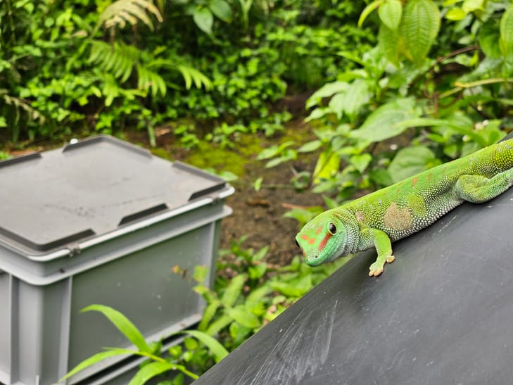 Grosser Madagaskar-Taggecko im Masoala Regenwald im Zoo Zürich.