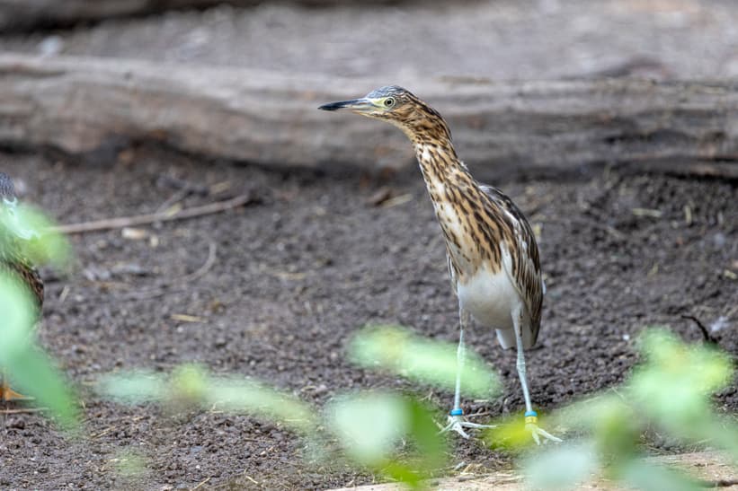 Dickschnabelreiher im Masoala Regenwald.
