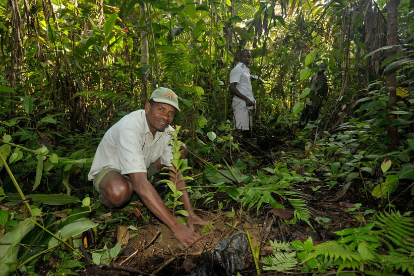 Mann pflanzt Setzling auf Madagaskar.
