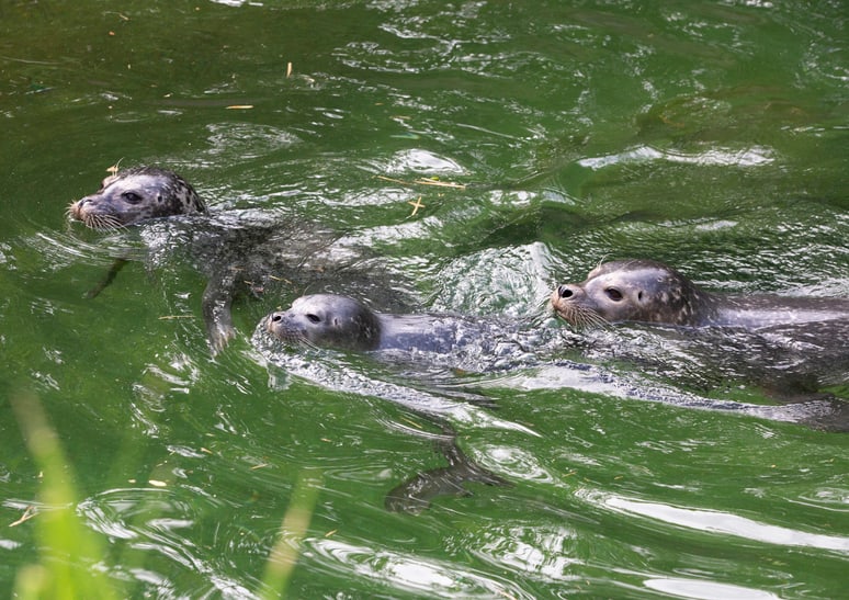Die Seehunde Pila (l.), noch namenloses Jungtier und Skadi im Zoo Zürich.