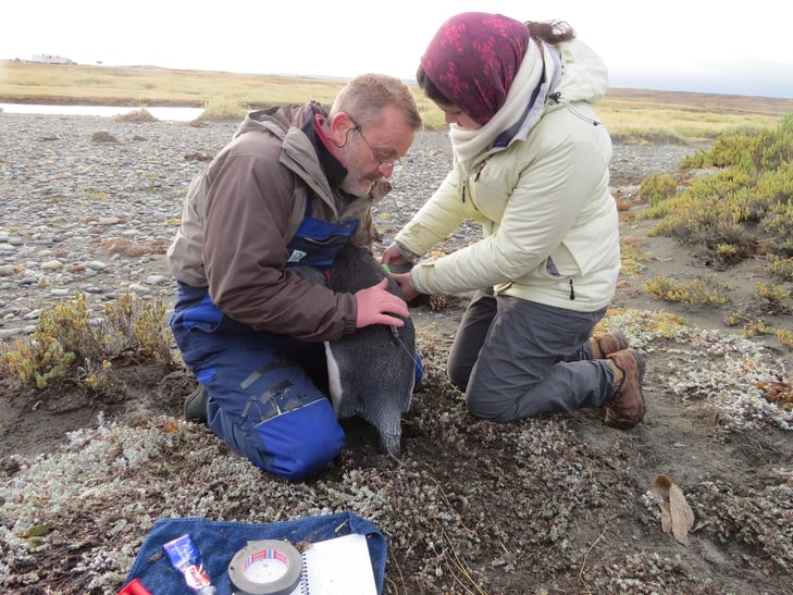 Klemens Pütz vom Antarctic Research Trust besendert Königspinguin.