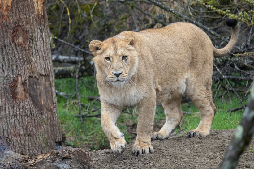 Asiatischer Löwe im Zoo Zürich. 