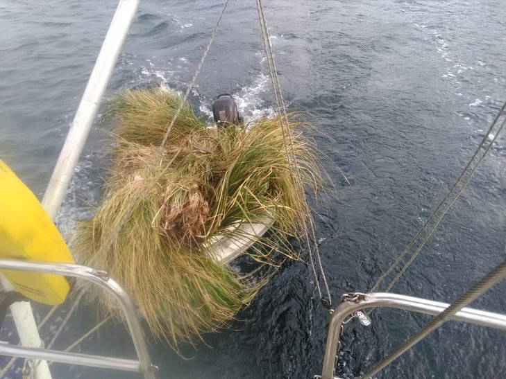 Tussockgras-Setzlinge auf einem Boot im Wasser. 