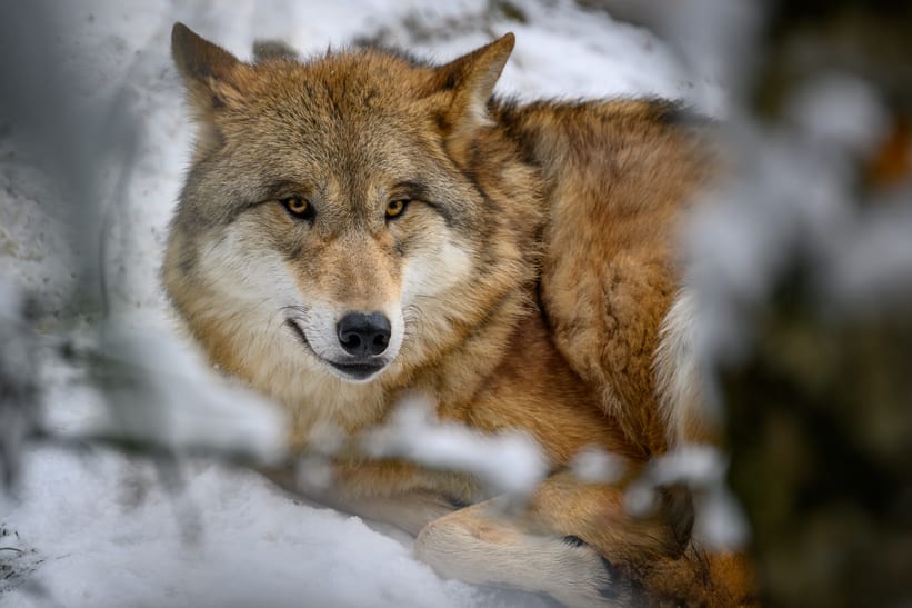Mongolischer Wolf im Dezember 2022 im Zoo Zürich.