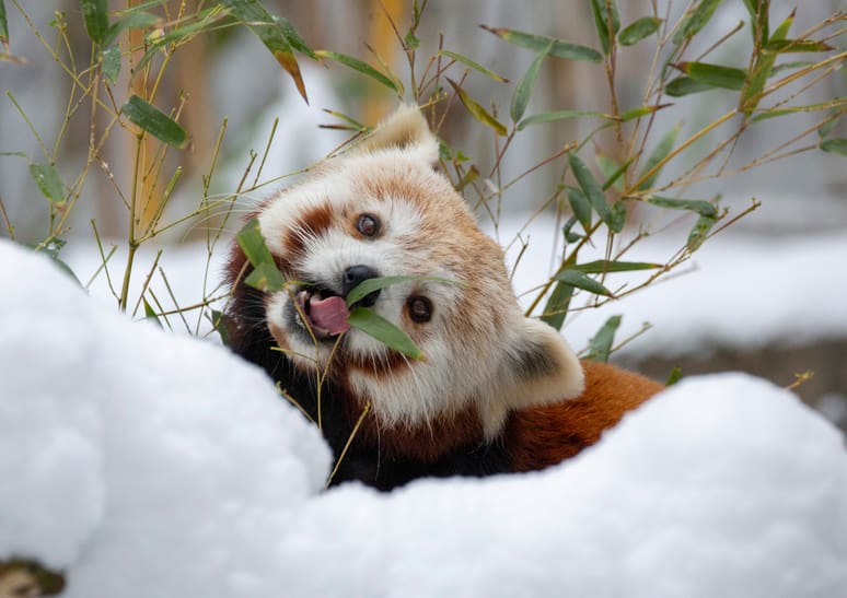 Kleiner Panda Siddhi im Dezember 2022 im Zoo Zürich.