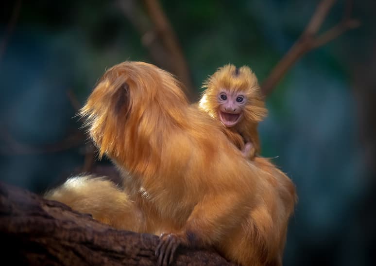 Goldgelbe Löwenäffchen im Zoo Zürich.