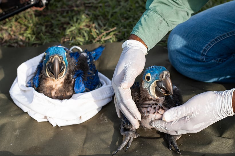 Arara Azul führt ein umfangreiches Monitoring der Hyazinthara-Bestände durch.
