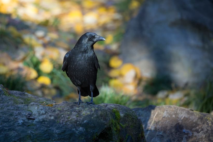 Rabenkrähe im Zoo Zürich.