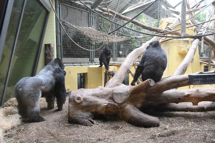Silberrücken Bwana bei seinem Einzug ins Menschenaffenhaus des Zoo Zürich am 7. Mai 2025.