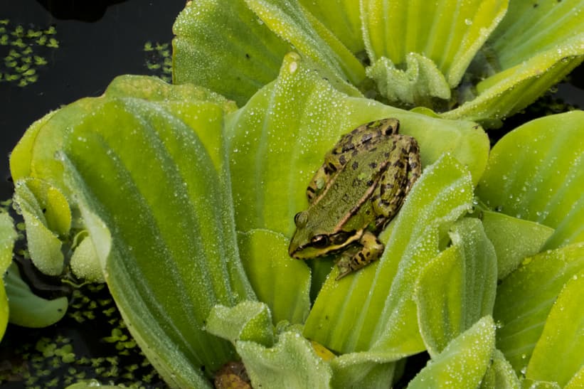 Teichfrosch im Zoo Zürich in der mongolischen Steppe.