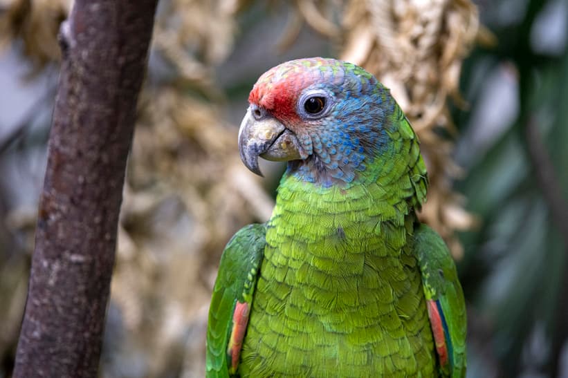 Rotschwanzamazone im Zoo Zürich