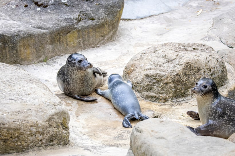 Die Seehunde Pila (l.), noch namenloses Jungtier und Skadi im Zoo Zürich.