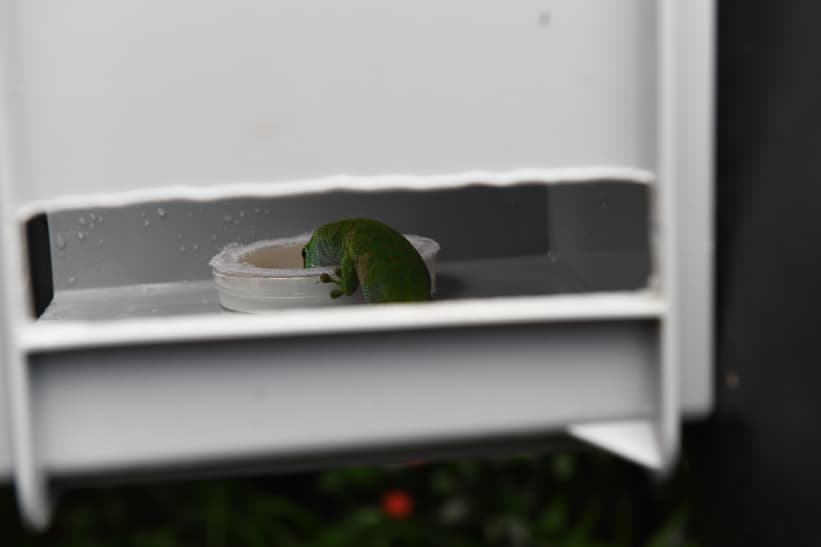 Gecko frisst Futter aus einer Schale in einer Forschungsbox.
