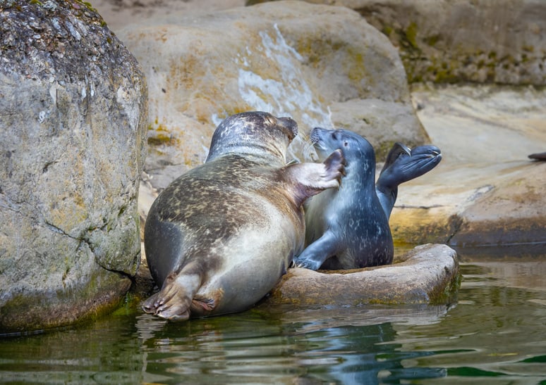 Junger Seehund mit Mutter Skadi im Zoo Zürich.