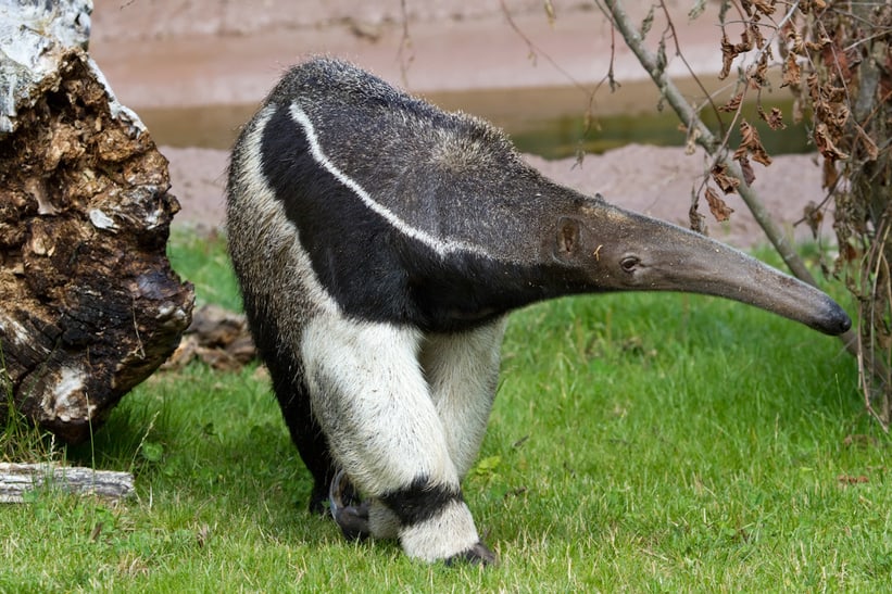 Ameisenbär im Pantanal des Zoo Zürich.