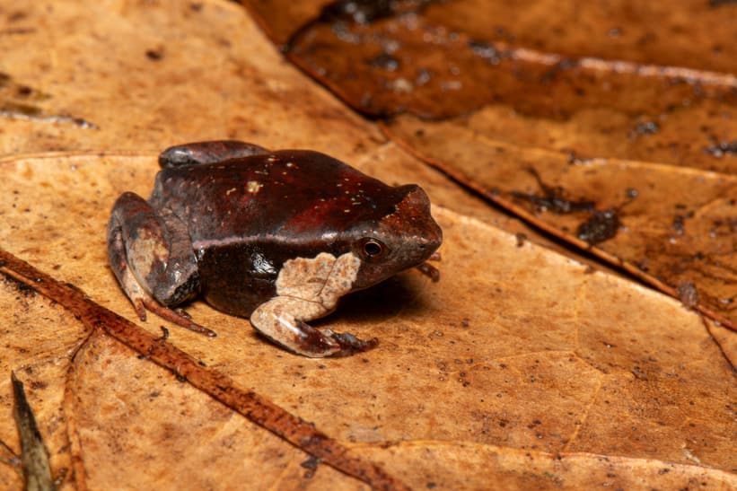 Scaphiophryne matsoko im Makira Naturpark
