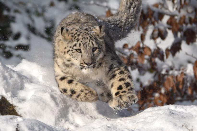 Schneeleoparden-Weibchen Wajra im Dezember 2022 im Zoo Zürich.