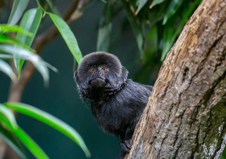 Springtamarin im Exotarium des Zoo Zürich.