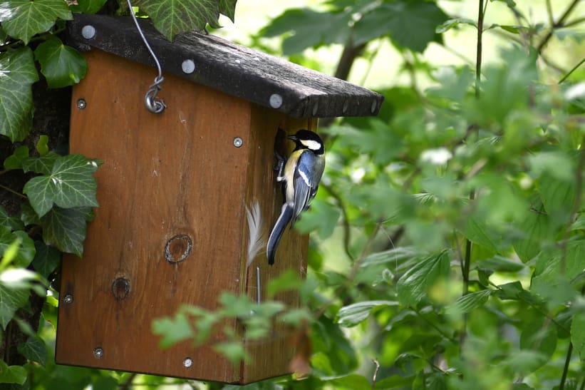 Nistkasten für Meisen im Zoo Zürich