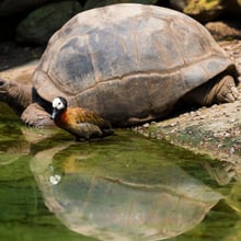 Aldabra Riesenschildkröte