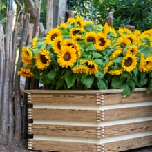 Sonnenblumen zum Gedenken im Zoo Zürich.