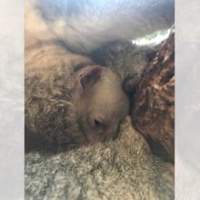 Joey von Koala Pippa im Zoo Zürich.