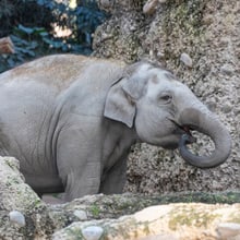 Omysha beim Wassertrinken im Zoo Zürich. 
