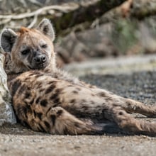 Tüpfelhyäne Tesi im Zoo Zürich.