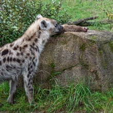 Tüpfelhyäne schnuppert an Erdmännchen im Zoo Zürich.