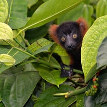 Junger Roter Vari im Masoala Regenwald im Zoo Zürich.
