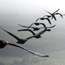 Juvenile Waldrappen beim Vogelzug.
