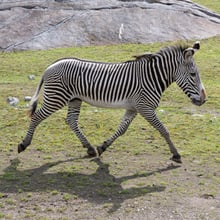 Grevyzebra-Hengst Rashidi auf der Lewa Savanne.