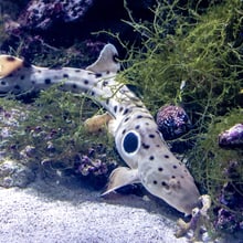 Epalettenhai