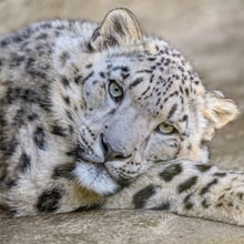 Schneeleopard Warjun im Zoo Zürich. 