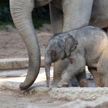 Junger Elefantenbulle Umesh im Zoo Zürich.