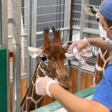 Tierpfleger Marco Brunner macht mit einem Tuch einen Abrieb bei einer Netzgiraffe. Das Tuch dient danach als Geruchsprobe.