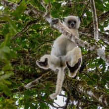 Seiden-Sifaka hängt an einem Baum im Makira-Naturpark.