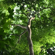 Blick in die Krone eines Rosenholzbaumes im Masoala Regenwald im Zoo Zürich. 