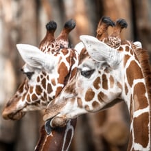 Netzgiraffe