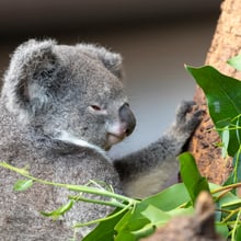 Koala Pippa im Zoo Zürich.