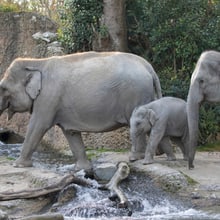 Asiatische Elefanten im Zoo Zürich.