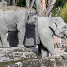 Asiatische Elefanten Omysha und Chandra im Zoo Zürich.