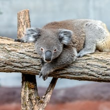 Koala Mikey im Australienhaus im Zoo Zürich.