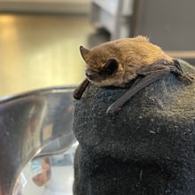 Zwergfledermaus in der Fledermaus-Notpflegestation.