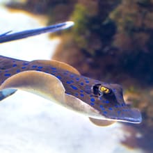 Blaupunktrochen im Aquarium des Zoo Zürich.