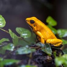 Goldener Pfeilgiftfrosch im Zoo Zürich.