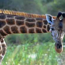 Giraffe im Lewa Wildlife Conservancy in Kenia.