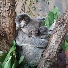 Koala Pippa mit ihrem Jungtier Uki im Zoo Zürich.